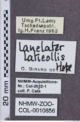 Etikette zu Lanelater laticollis (NHMW-ZOO-COL-0010856)